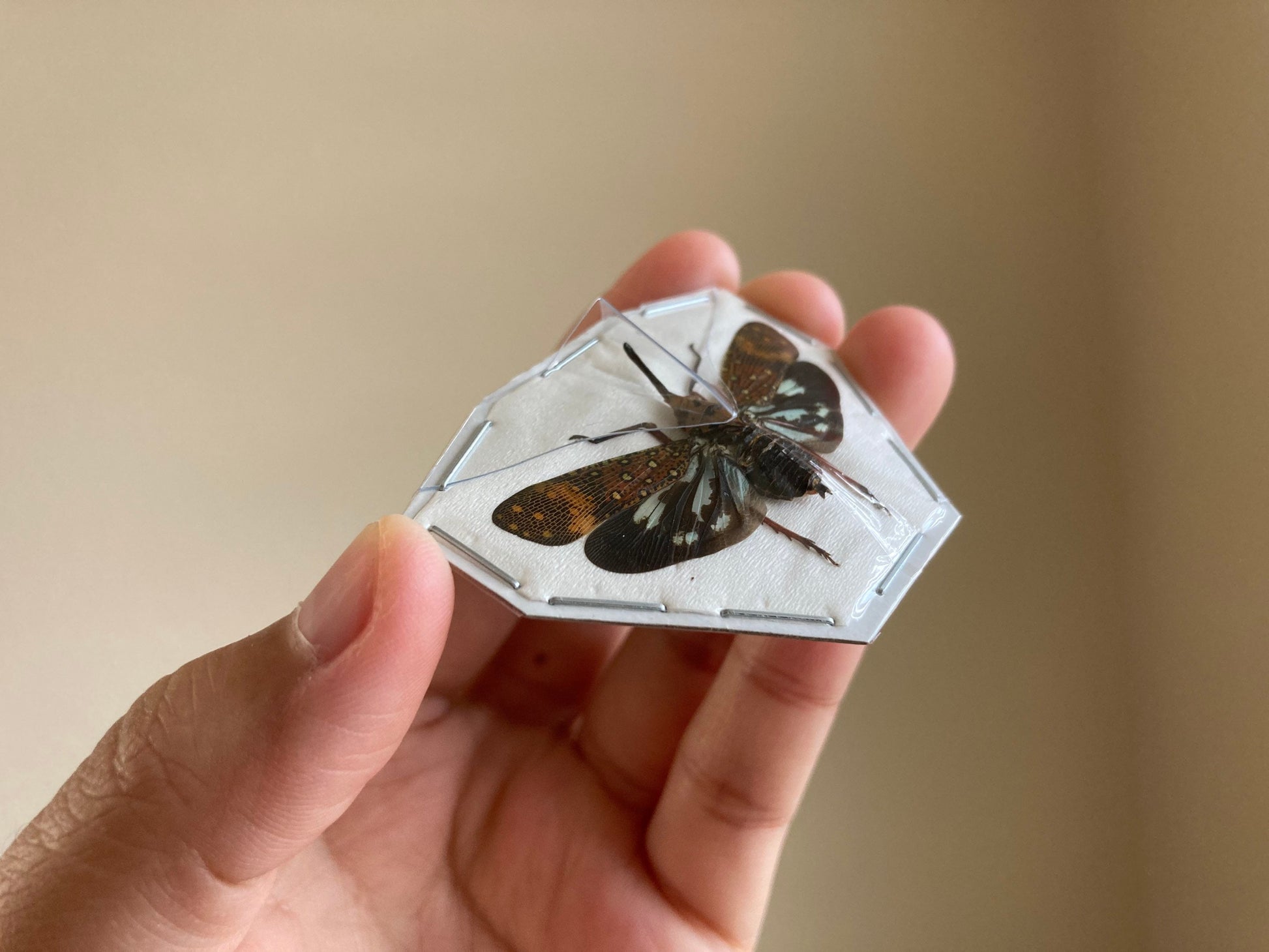 Saiva Bullata, Spread or Unmounted, Leaf Hopper, Entomology, Real Lanternfly, Spread Saiva bullata, Insects