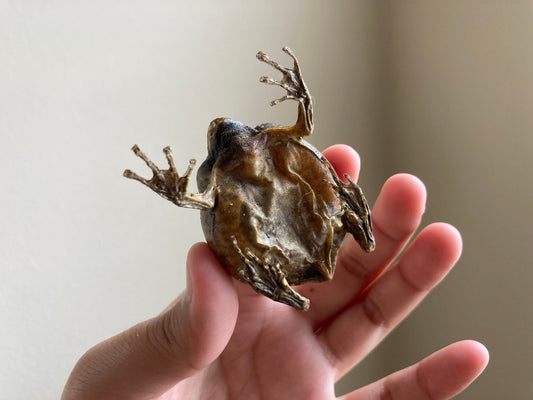 Flower Pot Toad, Kaloula baleata (sitting), smooth-fingered narrow-mouthed frog, narrow-mouthed toad. Real frog, Frog Taxidermy