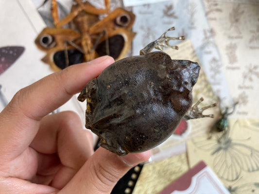 Flower Pot Toad, Kaloula baleata (sitting), smooth-fingered narrow-mouthed frog, narrow-mouthed toad. Real frog, Frog Taxidermy