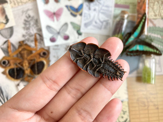 Platerodrilus Specimen, Duliticola, Lycidae, Real Insect, Entomology