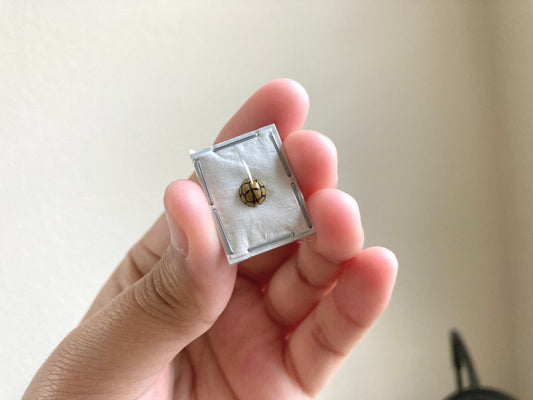 Yellow black Ladybug, Netty Ladybird (Beetle), Heteroneda billardieri, real ladybug, entomology, yellow ladybug, insect specimens