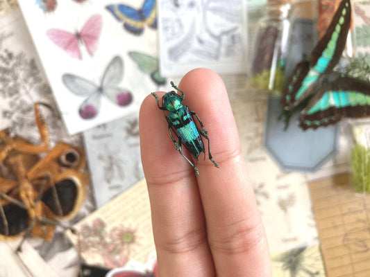 Pretty blue green Longhorned Beetle, Glenea celestis, Beetle, Entomology, real Insect, Blue beetle, Green beetle
