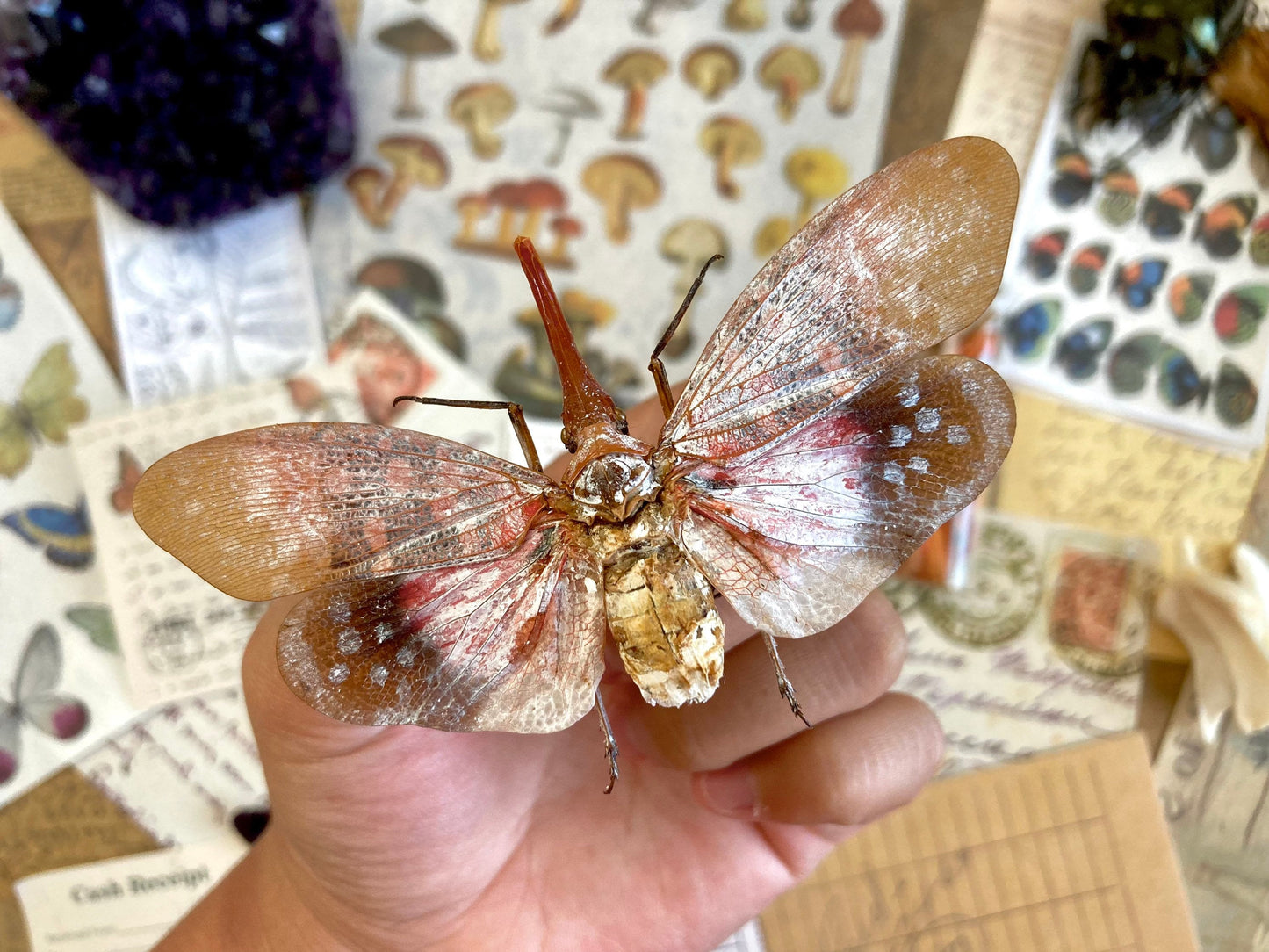 Pyrops sultanus (spread), Lanternfly, Leaf Hopper, Entomology, Spread lantern bug, real insect, curio