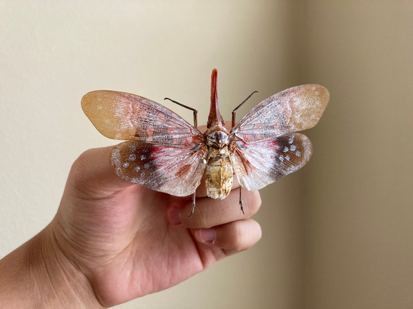 Pyrops sultanus (spread), Lanternfly, Leaf Hopper, Entomology, Spread lantern bug, real insect, curio