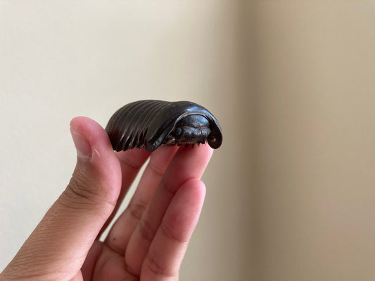 Real Giant Pill Millipede, Sphaeropoeus lugubris, Giant roly-poly, Entomology, Real giant Millipede
