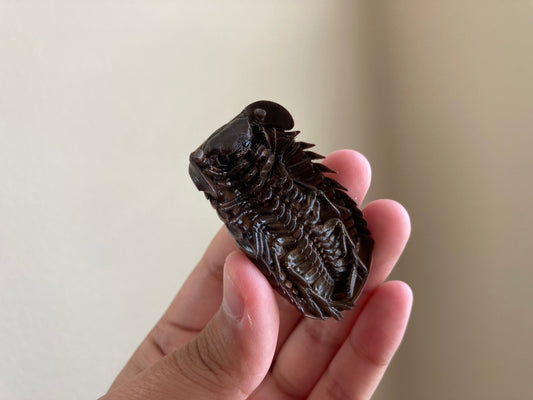 Real Giant Pill Millipede, Sphaeropoeus lugubris, Giant roly-poly, Entomology, Real giant Millipede