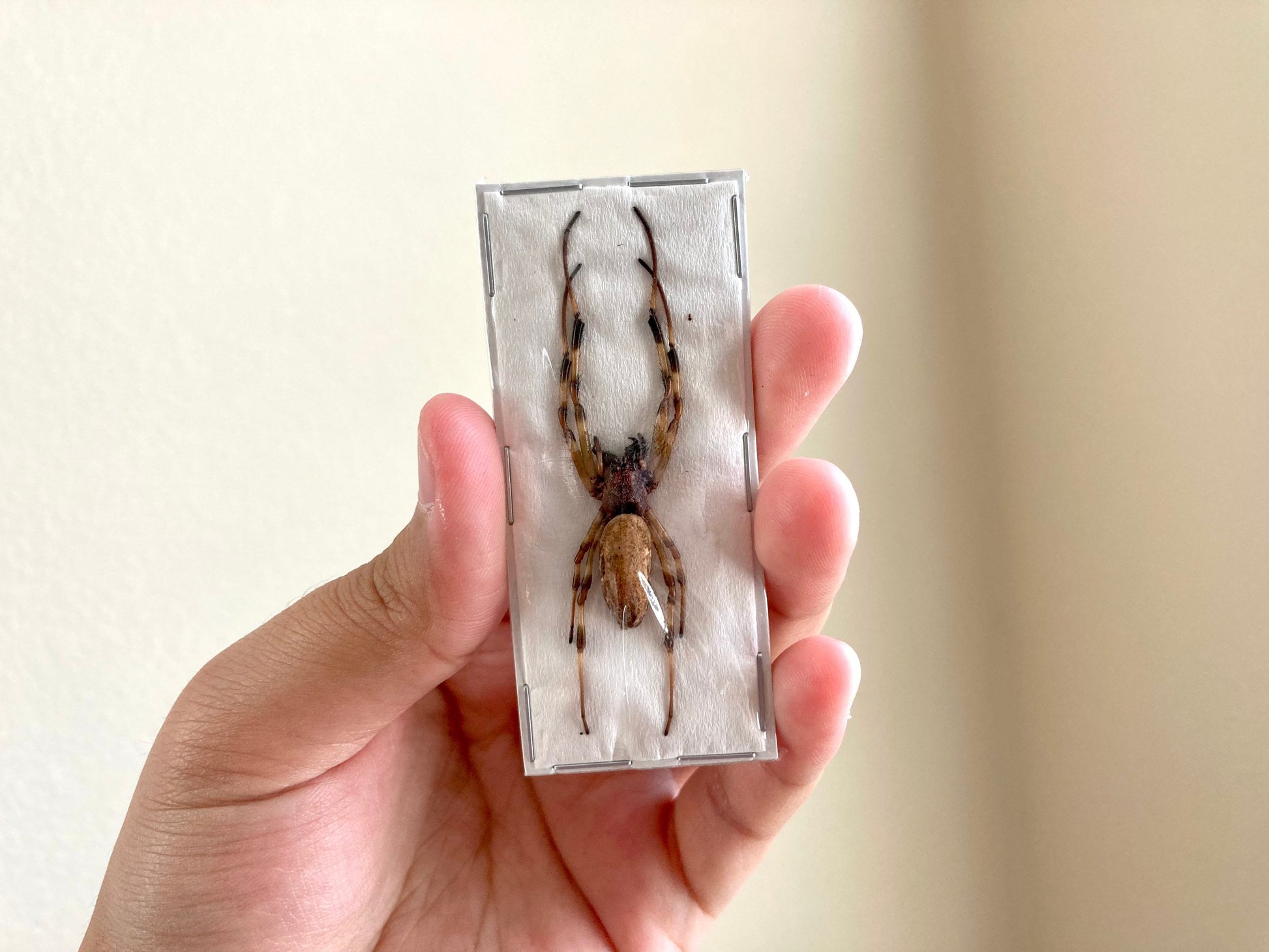 Asian Hermit Spider, Nephilengys malabarensis, Real Spider Specimen, Arachnids, Unmounted Spider