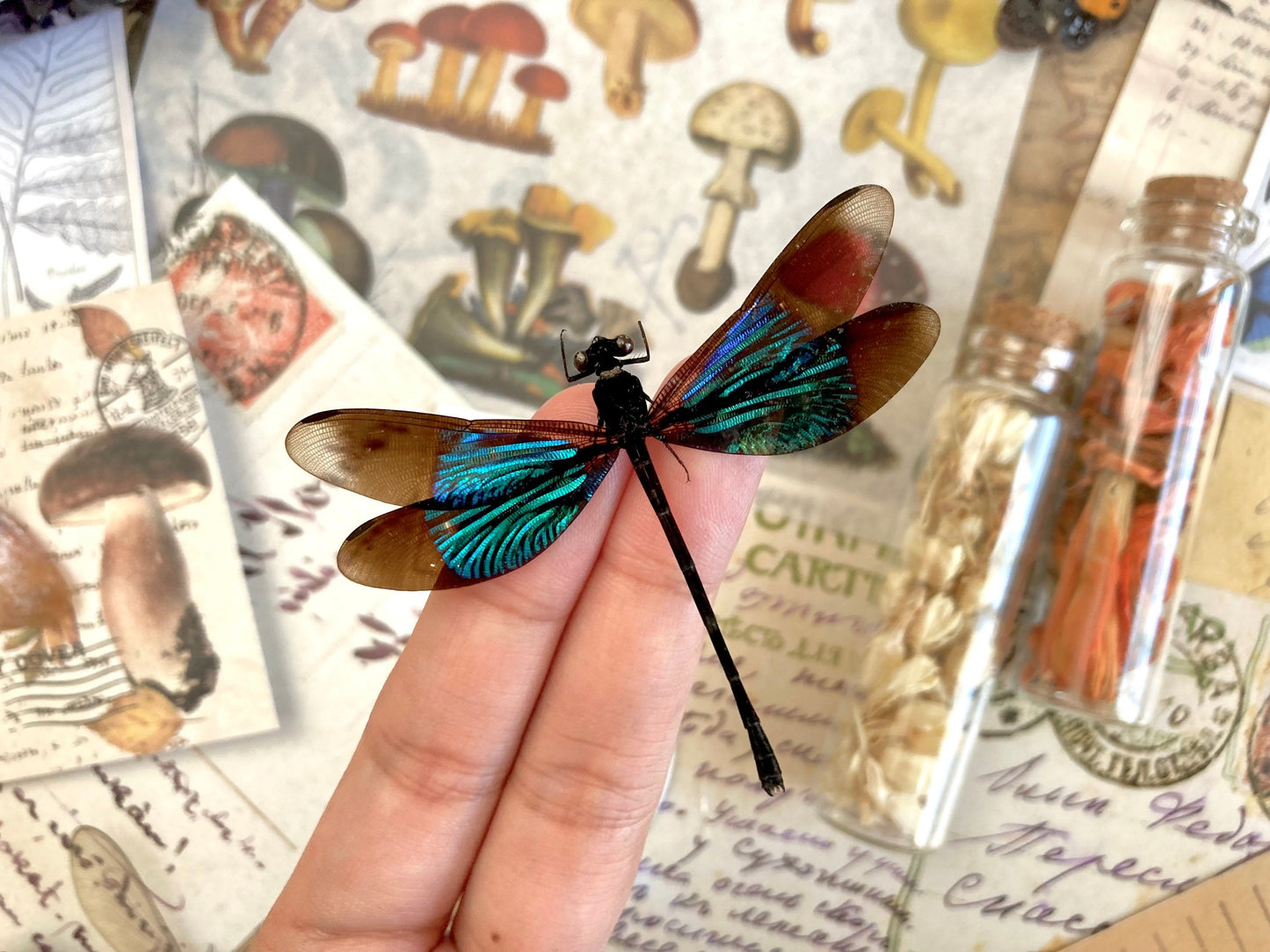 Super Teal Glittering Damselfly, Real Dragonfly Euphaea refulgens