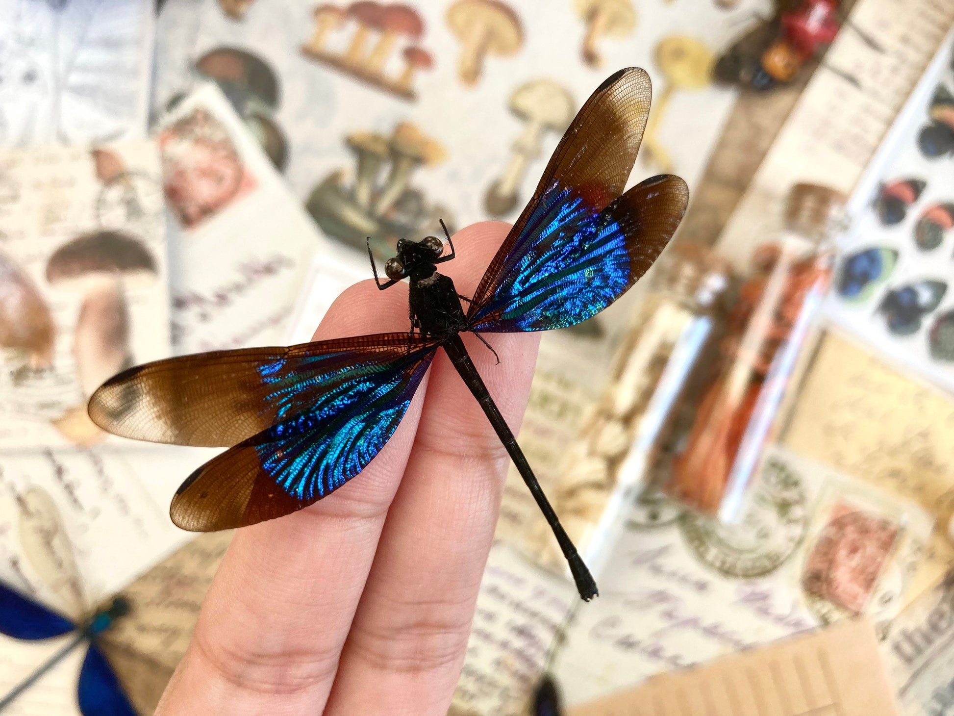 Super Teal Glittering Damselfly, Real Dragonfly Euphaea refulgens