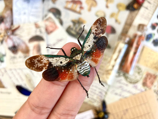 Penthicodes farinosa borneo (spread), Lanternfly, Spread Lanternfly, Entomology, Rainbow Lanternfly, Colorful Lanternfly