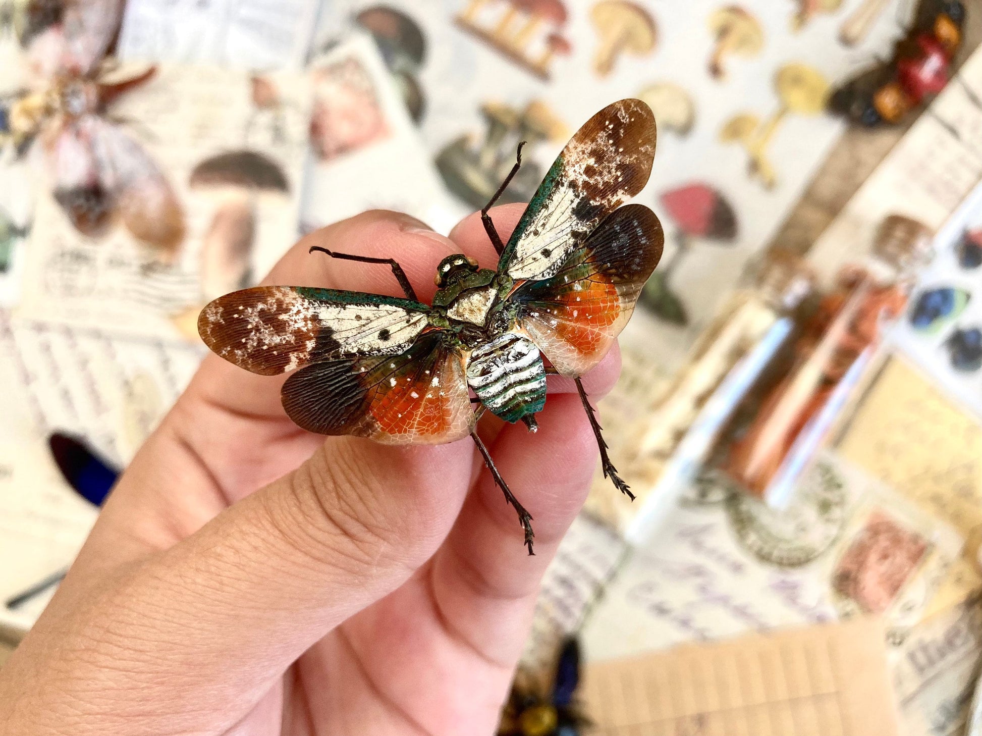 Penthicodes farinosa borneo (spread), Lanternfly, Spread Lanternfly, Entomology, Rainbow Lanternfly, Colorful Lanternfly