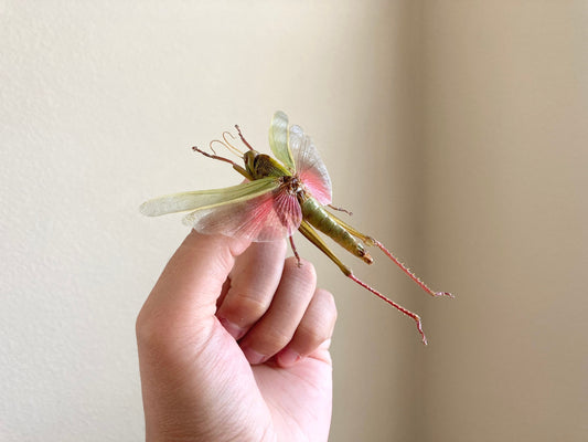 Chondracris rosea rosea (spread), Light green and pink spread, Real Grasshopper, Spread Grasshopper, Rosea grasshopper, Entomology, Insect