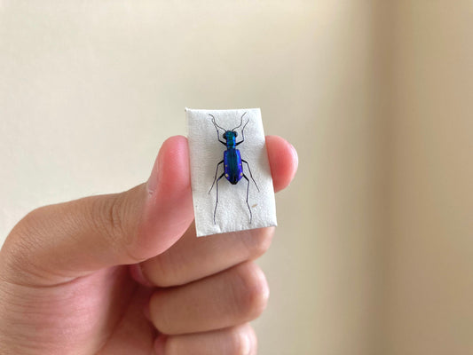 Tiger Beetles from Indonesia, green & purple Prothyma quadriguttata