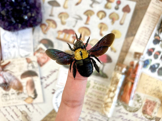 Yellow Bee, Xylocopa aestuans SPREAD, Entomology, Insects, Arthopoda