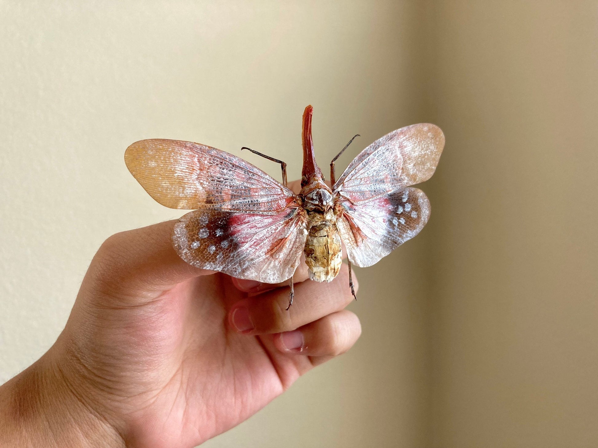 Pyrops sultanus (spread), Lanternfly, Leaf Hopper, Entomology, Spread lantern bug, real insect, curio