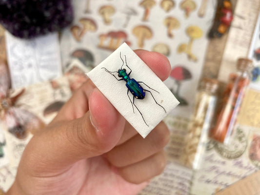 Tiger Beetles from Indonesia, green & purple Prothyma quadriguttata