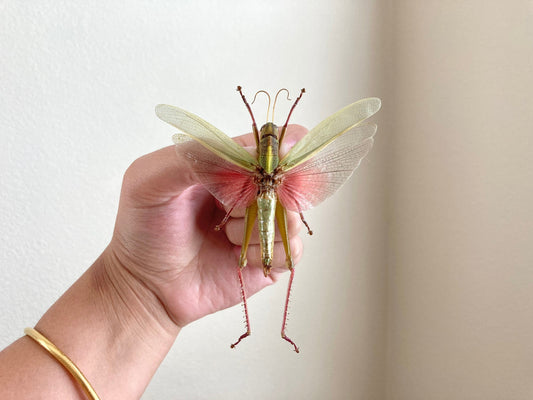 Chondracris rosea rosea (spread), Light green and pink spread, Real Grasshopper, Spread Grasshopper, Rosea grasshopper, Entomology, Insect