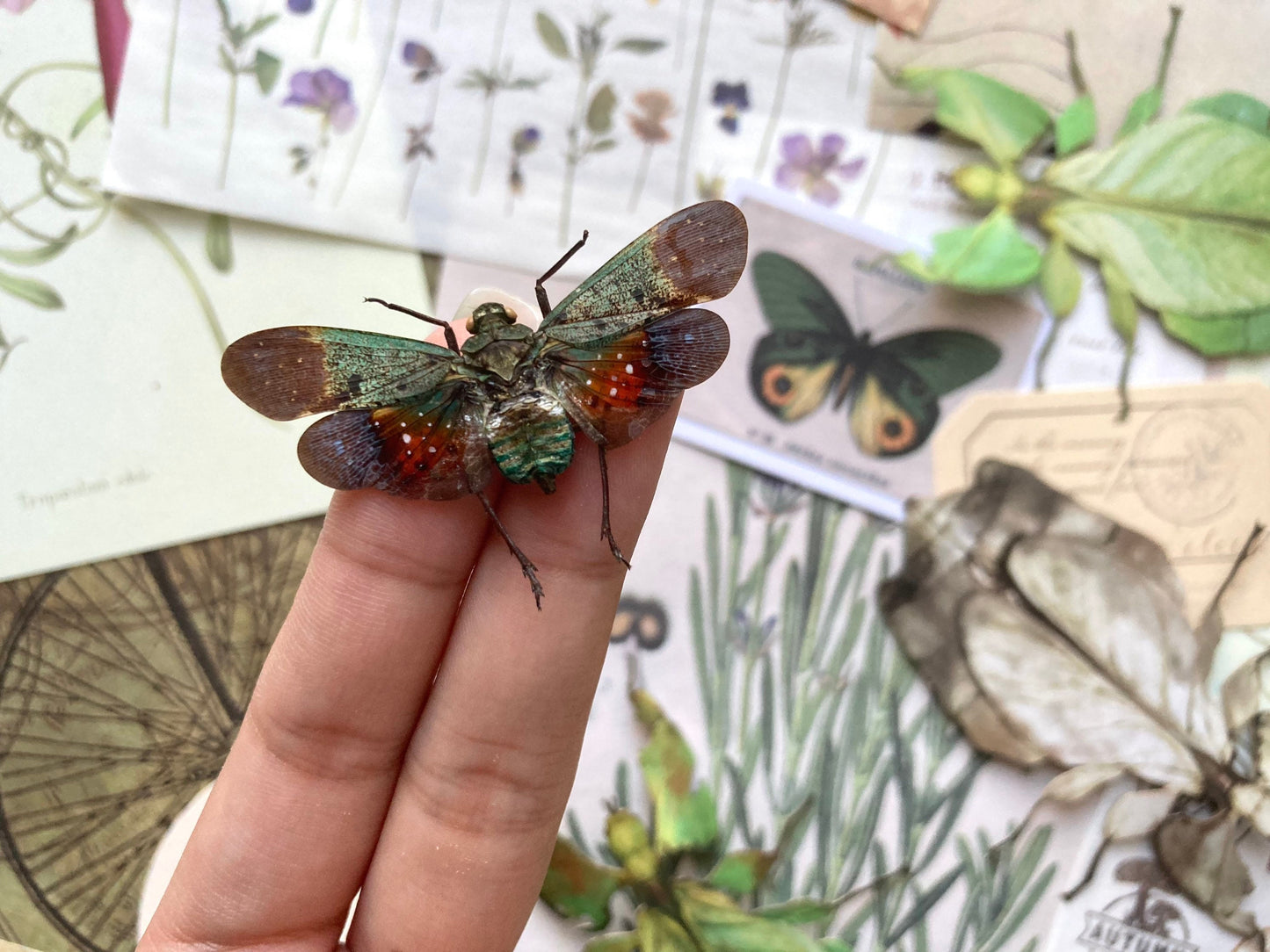 Penthicodes Farinosa Peleng, Lanternfly, One Lanternfly Penthicodes Farinosa Peleng Spread, Wings Spread, Indonesia, Insect, Taxidermy