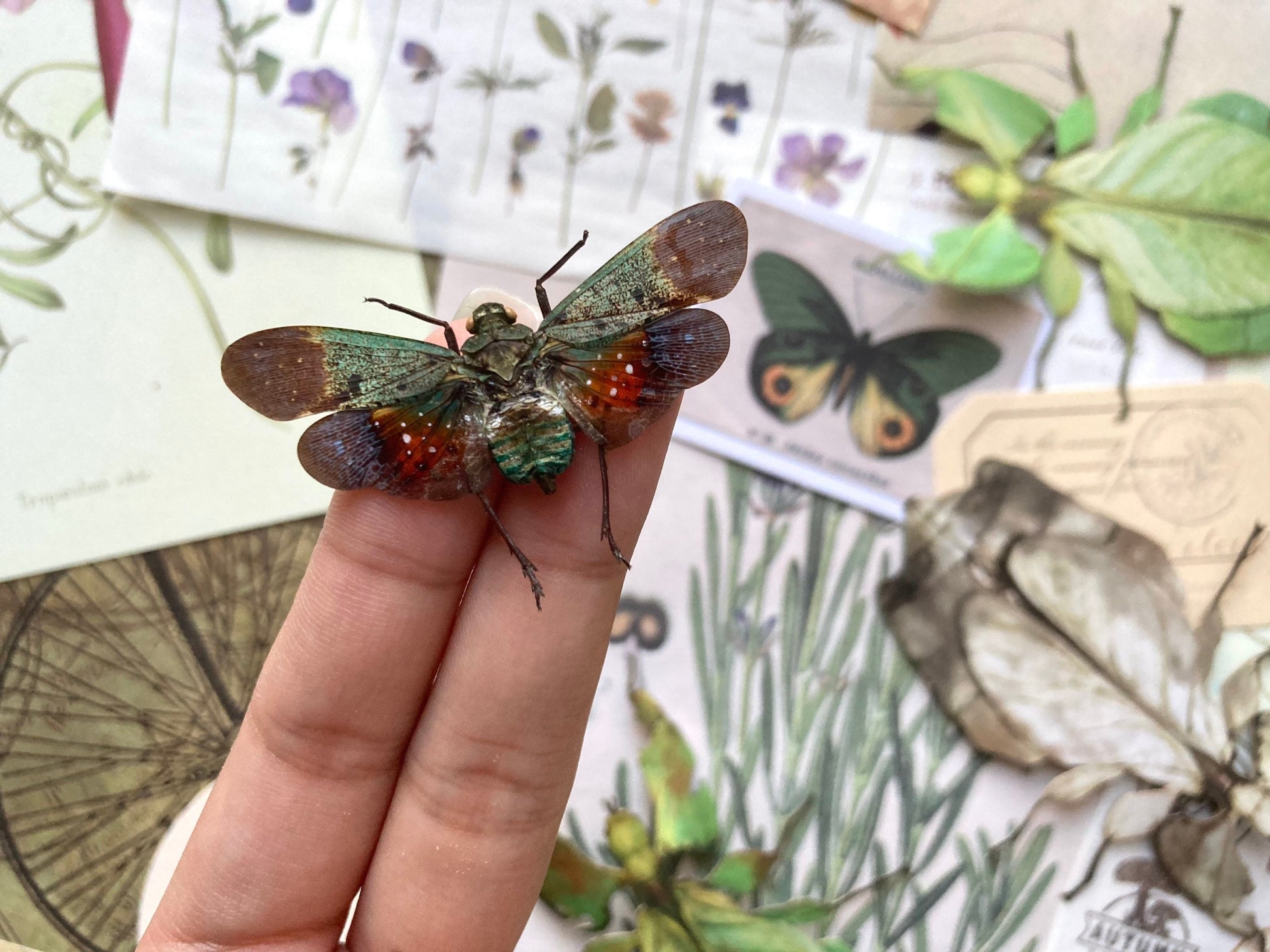 Penthicodes Farinosa Peleng, Lanternfly, One Lanternfly Penthicodes Farinosa Peleng Spread, Wings Spread, Indonesia, Insect, Taxidermy