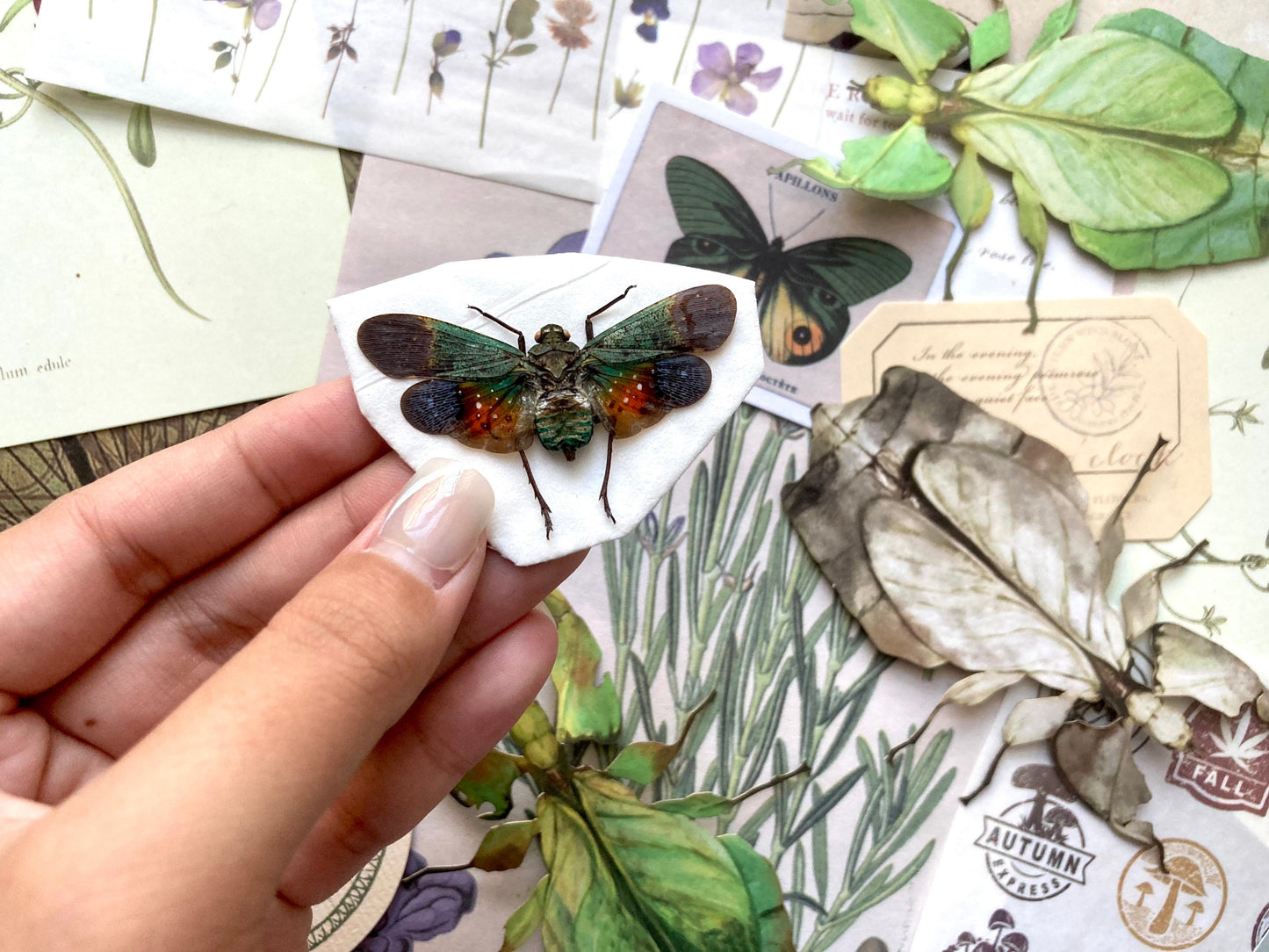 Penthicodes Farinosa Peleng, Lanternfly, One Lanternfly Penthicodes Farinosa Peleng Spread, Wings Spread, Indonesia, Insect, Taxidermy