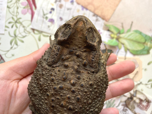 Duttaphrynus melanostictus (sitting), Asian common toad, Black-spined toad, black-spectacled toad, Common Sunda toad, and Javanese toad