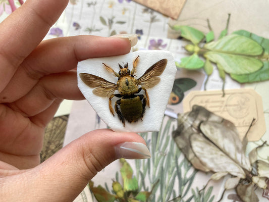 Male Yellow and Gold Carpenter Bee, Xylocopa aestuans (spread), Male Yellow Bee, Real Bee specimen, Large bee, Bee insect, Entomology