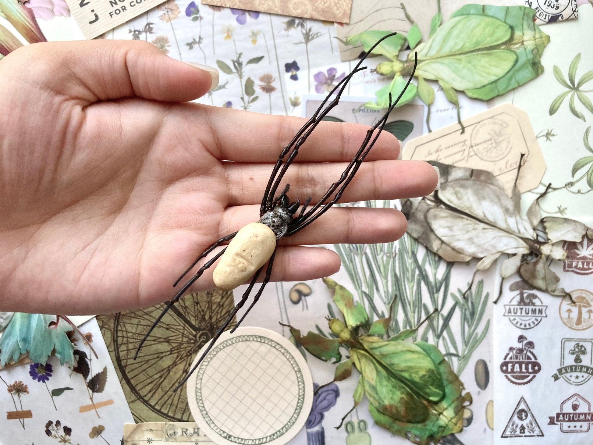 Nephila vitiana, Orb weaver Spider, Arachnid, Entomology