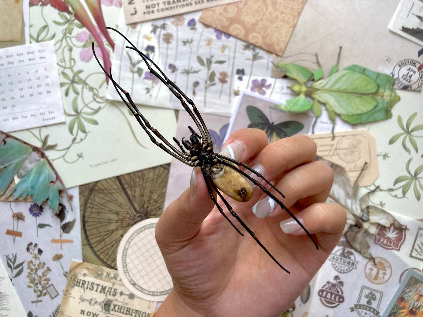 Nephila vitiana, Orb weaver Spider, Arachnid, Entomology