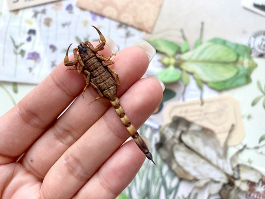 Buthus martensi, Small Scorpions, arachnids, entomology, Gold scorpions