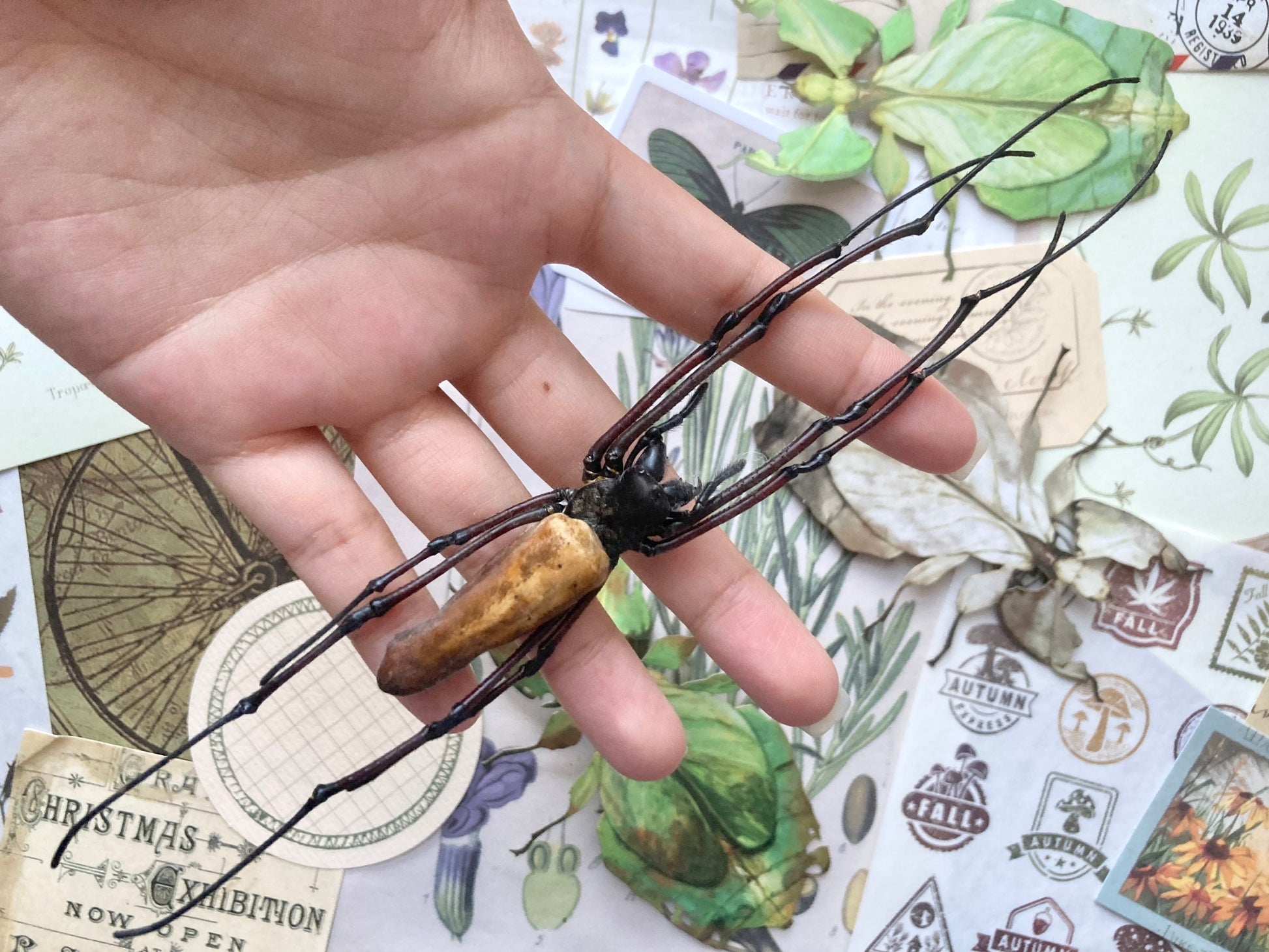 Nephila kuhlii, Giant Wood Spiders, Black Wood Spider, arachnid, real spider, entomology
