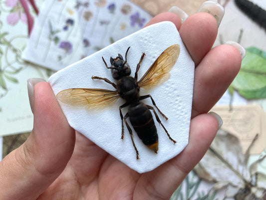 Vespa analis (spread), Real Wasp, Entomology
