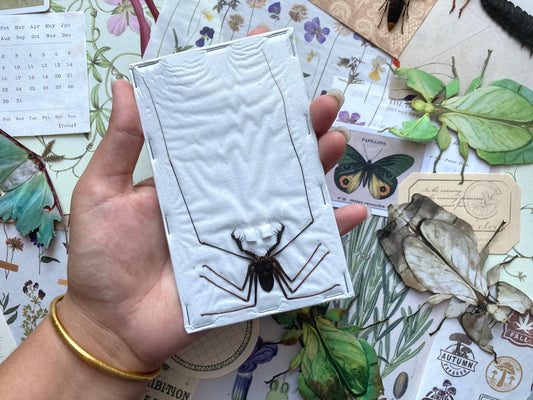 Whip Scorpion, Stygophrynus dammermani, Real Whip Scorpion, Entomology, Arachnid