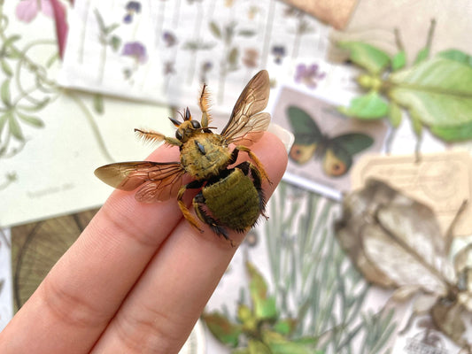 Male Yellow and Gold Carpenter Bee, Xylocopa aestuans (spread), Male Yellow Bee, Real Bee specimen, Large bee, Bee insect, Entomology