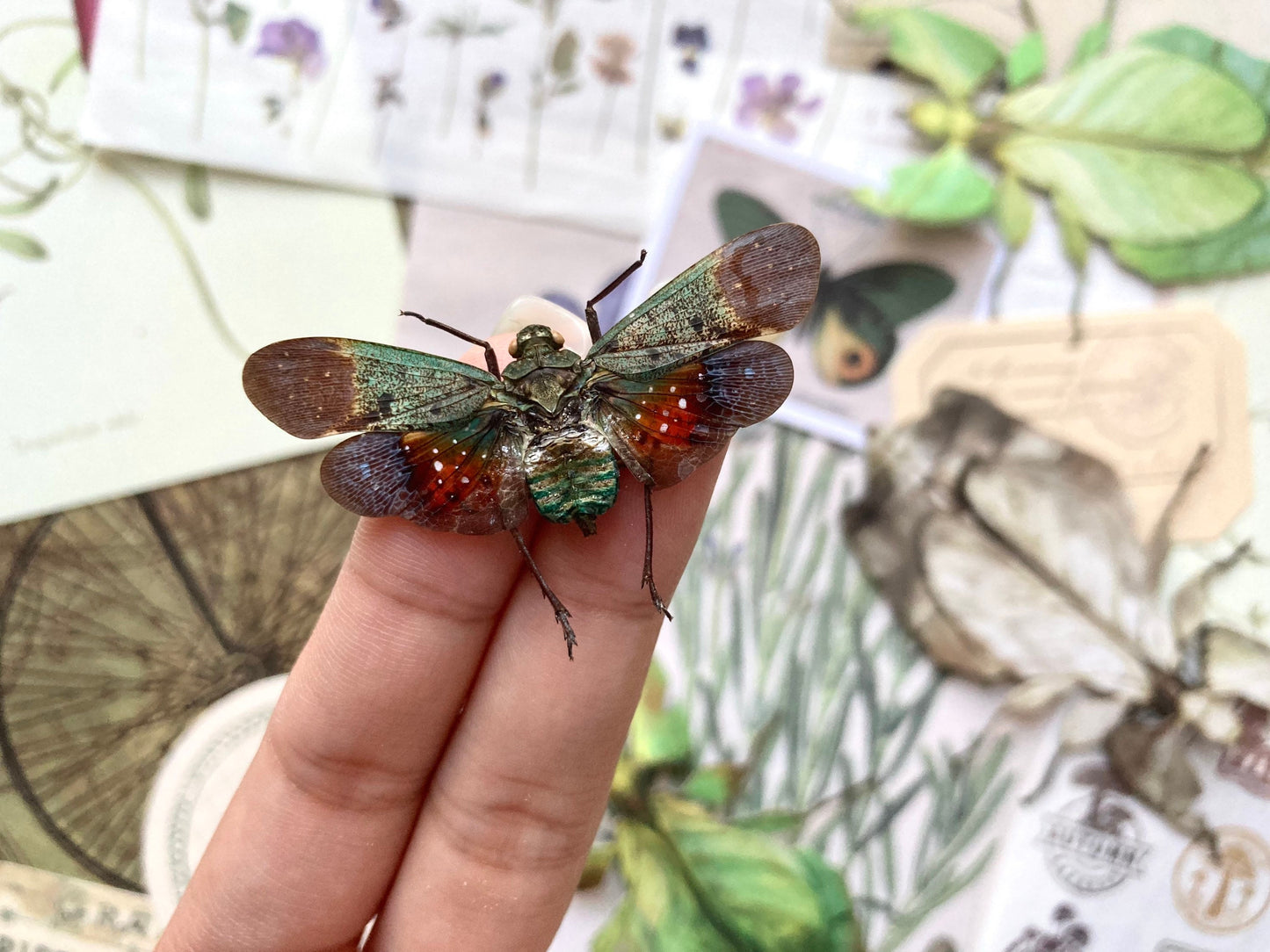 Penthicodes Farinosa Peleng, Lanternfly, One Lanternfly Penthicodes Farinosa Peleng Spread, Wings Spread, Indonesia, Insect, Taxidermy