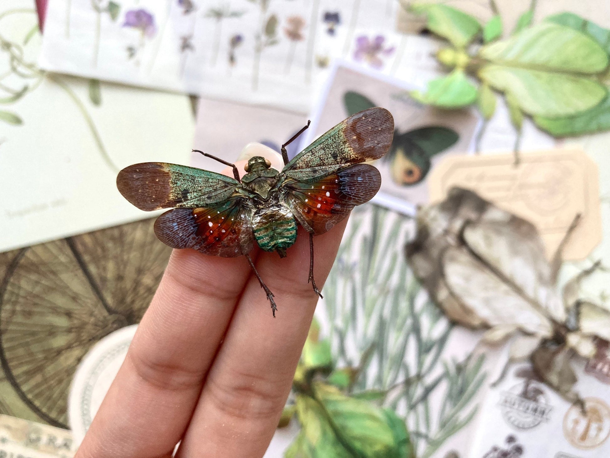 Penthicodes Farinosa Peleng, Lanternfly, One Lanternfly Penthicodes Farinosa Peleng Spread, Wings Spread, Indonesia, Insect, Taxidermy