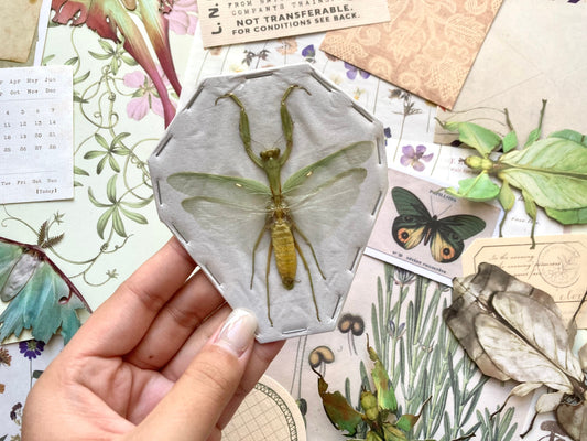 Indonesian Green Mantis, Hierodula patellifera, Preying Mantis, Entomology