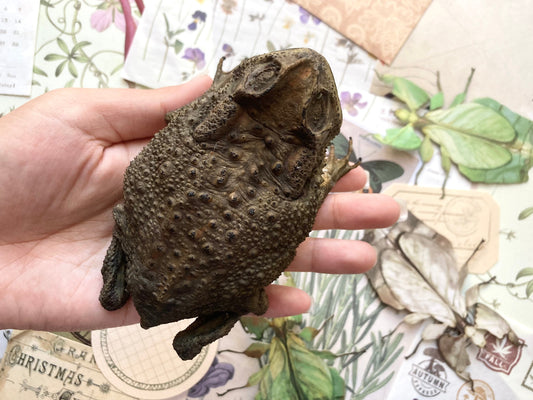 Duttaphrynus melanostictus (sitting), Asian common toad, Black-spined toad, black-spectacled toad, Common Sunda toad, and Javanese toad