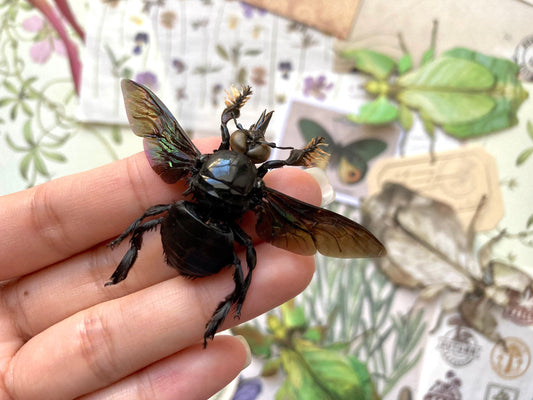 Male Tropical Carpenter Bee, Xylocopa latipes, Black Bee, Bee specimen, Fuzzy Bee, Real Bee, Entomology, Specimen