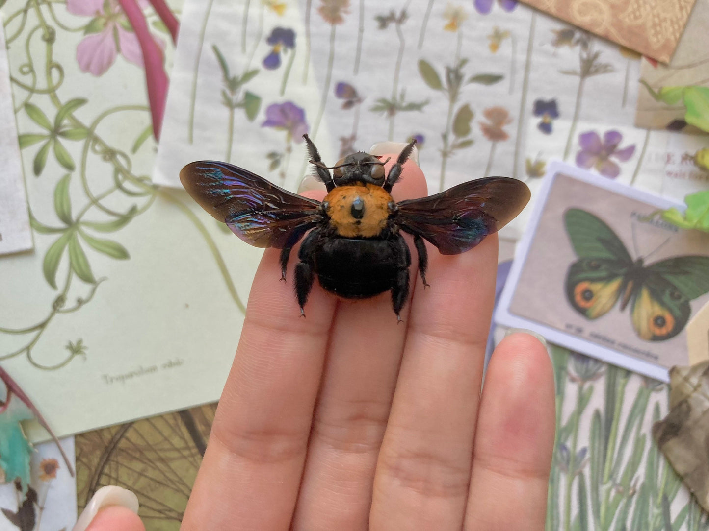 Black and gold Bee, Xylocopa confusa, Real bee, Bumble bee, Yellow bee, Bee specimen