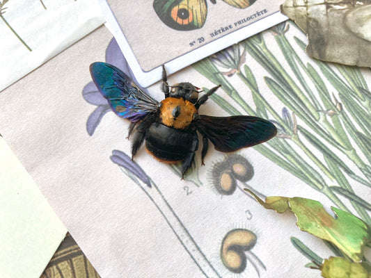 Black and gold Bee, Xylocopa confusa, Real bee, Bumble bee, Yellow bee, Bee specimen