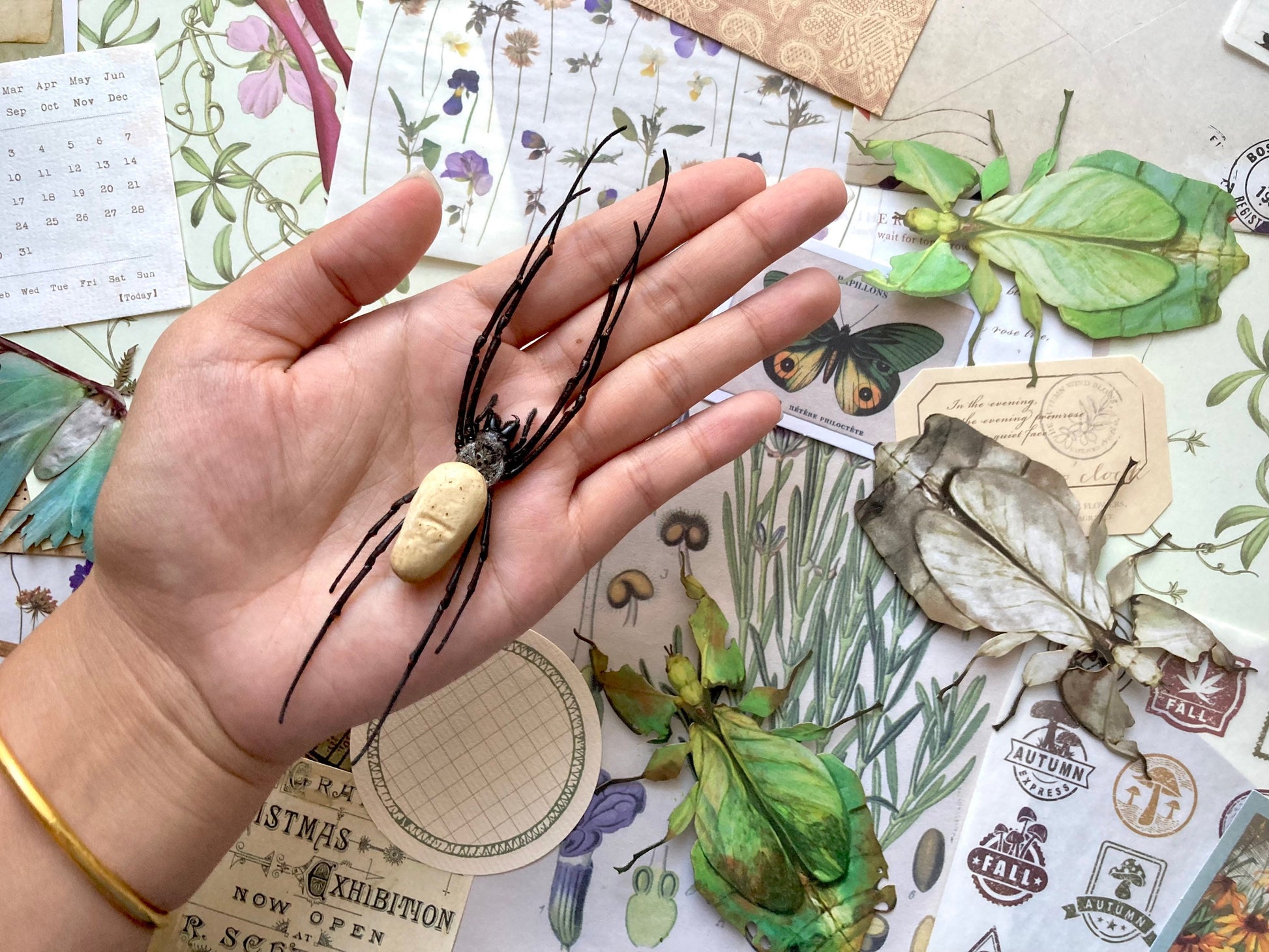 Nephila vitiana, Orb weaver Spider, Arachnid, Entomology