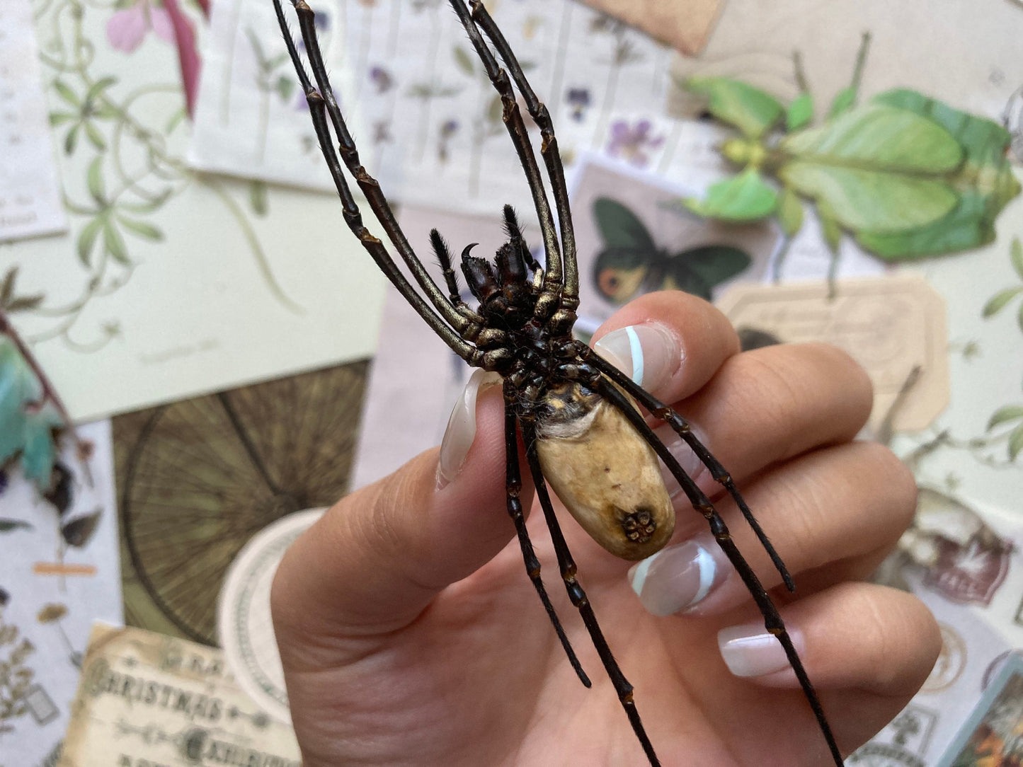 Nephila vitiana, Orb weaver Spider, Arachnid, Entomology