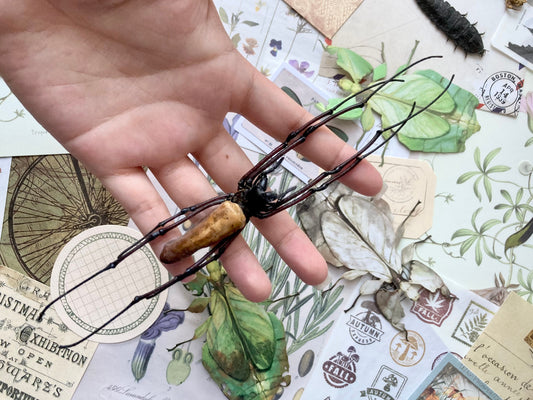 Nephila kuhlii, Giant Wood Spiders, Black Wood Spider, arachnid, real spider, entomology