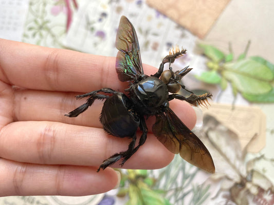 Male Tropical Carpenter Bee, Xylocopa latipes, Black Bee, Bee specimen, Fuzzy Bee, Real Bee, Entomology, Specimen