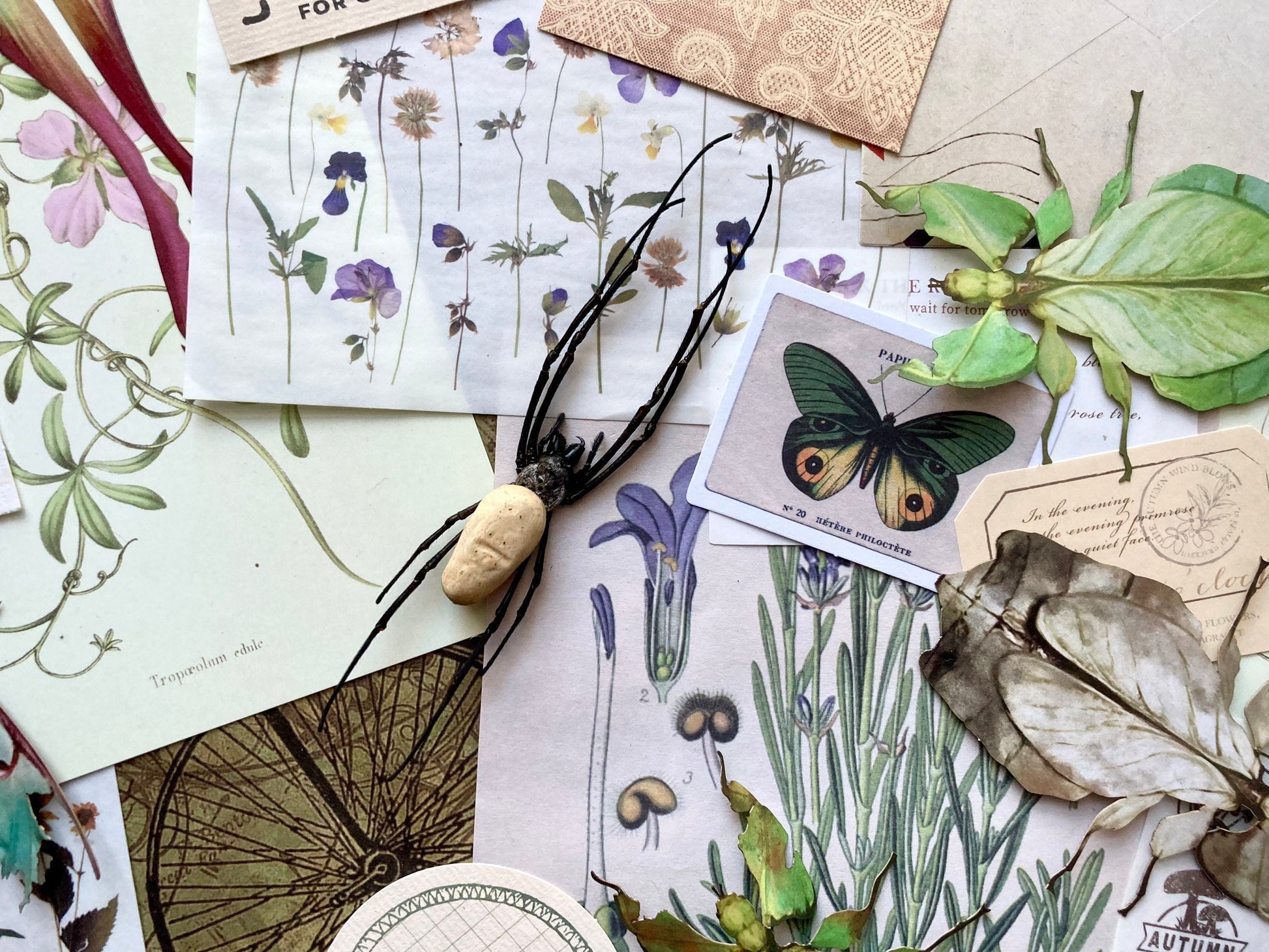 Nephila vitiana, Orb weaver Spider, Arachnid, Entomology