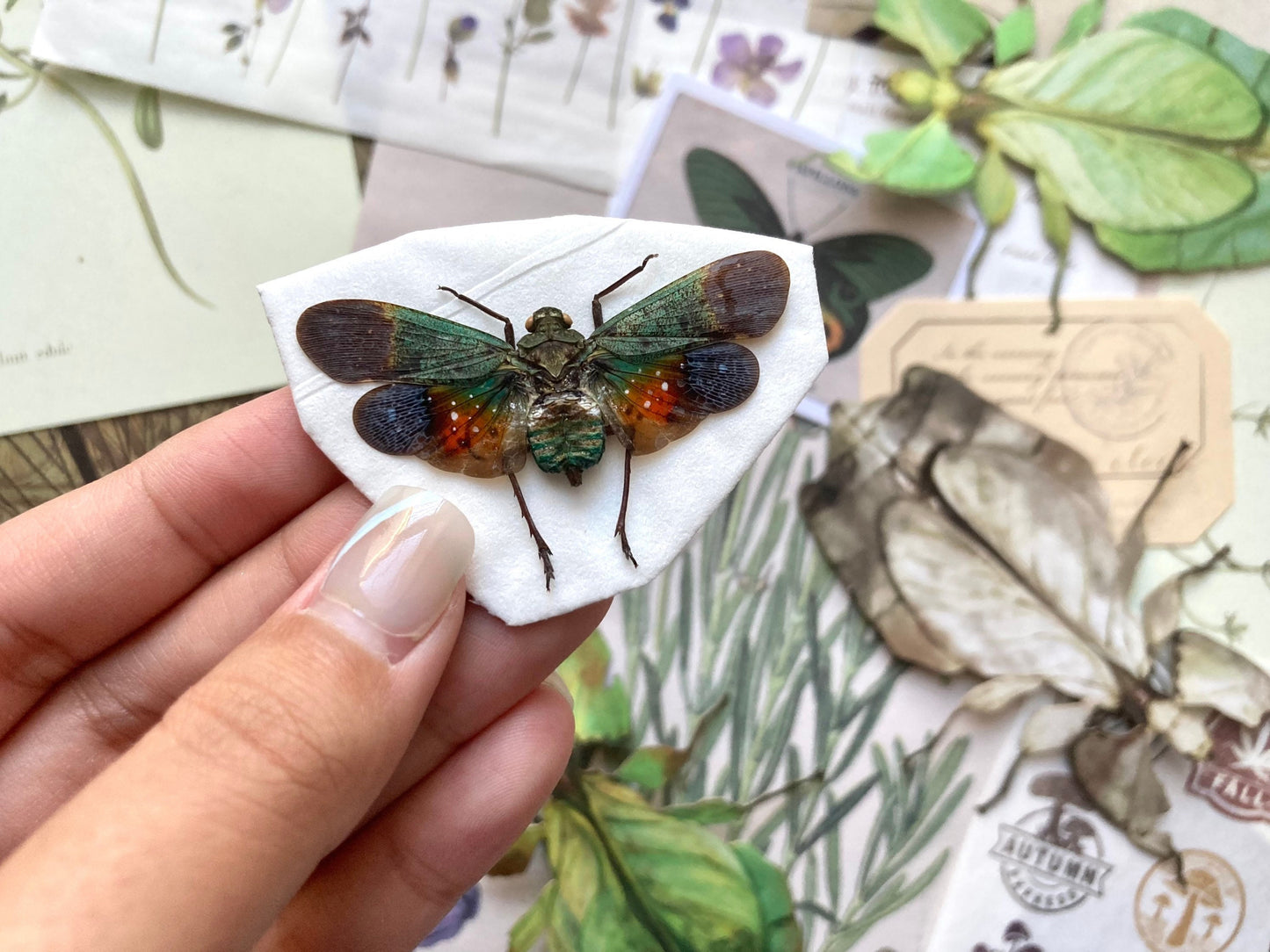 Penthicodes Farinosa Peleng, Lanternfly, One Lanternfly Penthicodes Farinosa Peleng Spread, Wings Spread, Indonesia, Insect, Taxidermy