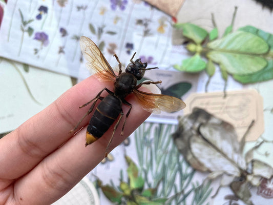 Vespa analis (spread), Real Wasp, Entomology