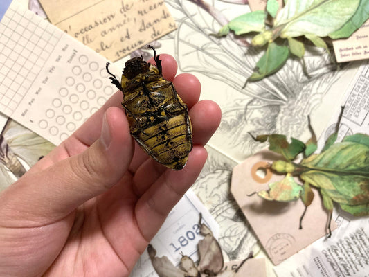 Lepidiota stigma, White Melolonthidae Beetles, Lepidiota stigma , for all your taxidermy art projects