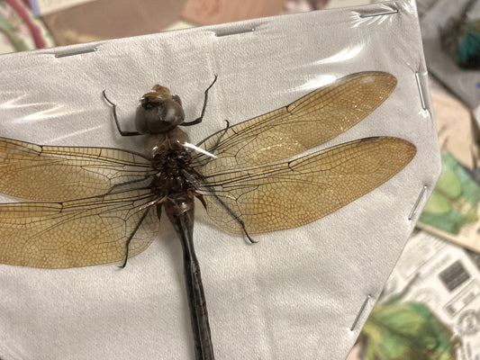 Giant Green Emperor Dragonfly, Anax Gibbosulus, Real Damselfly, Giant Darning Needle Real Dragonfly, Insect, Taxidermy
