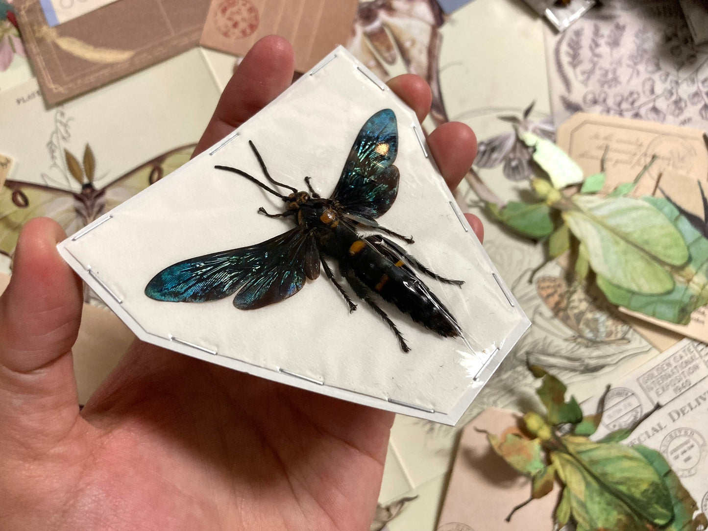 The Giant Scoliid Wasp, Megascolia procer javanensis, Real Wasp, Wasp Specimen, Insect Taxidermy, Real Insects